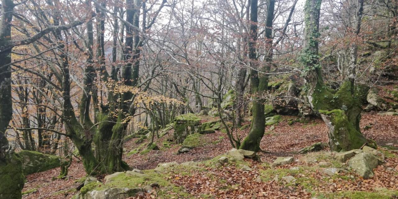EzkurraGartzinea, Amplia Y Preciosa Vivienda Ruralアパートメント エクステリア 写真